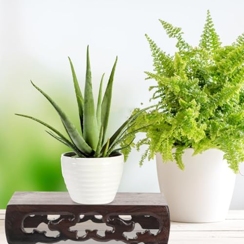 Amosfun Rectangular Wooden Display Stand for Bonsai and Decor