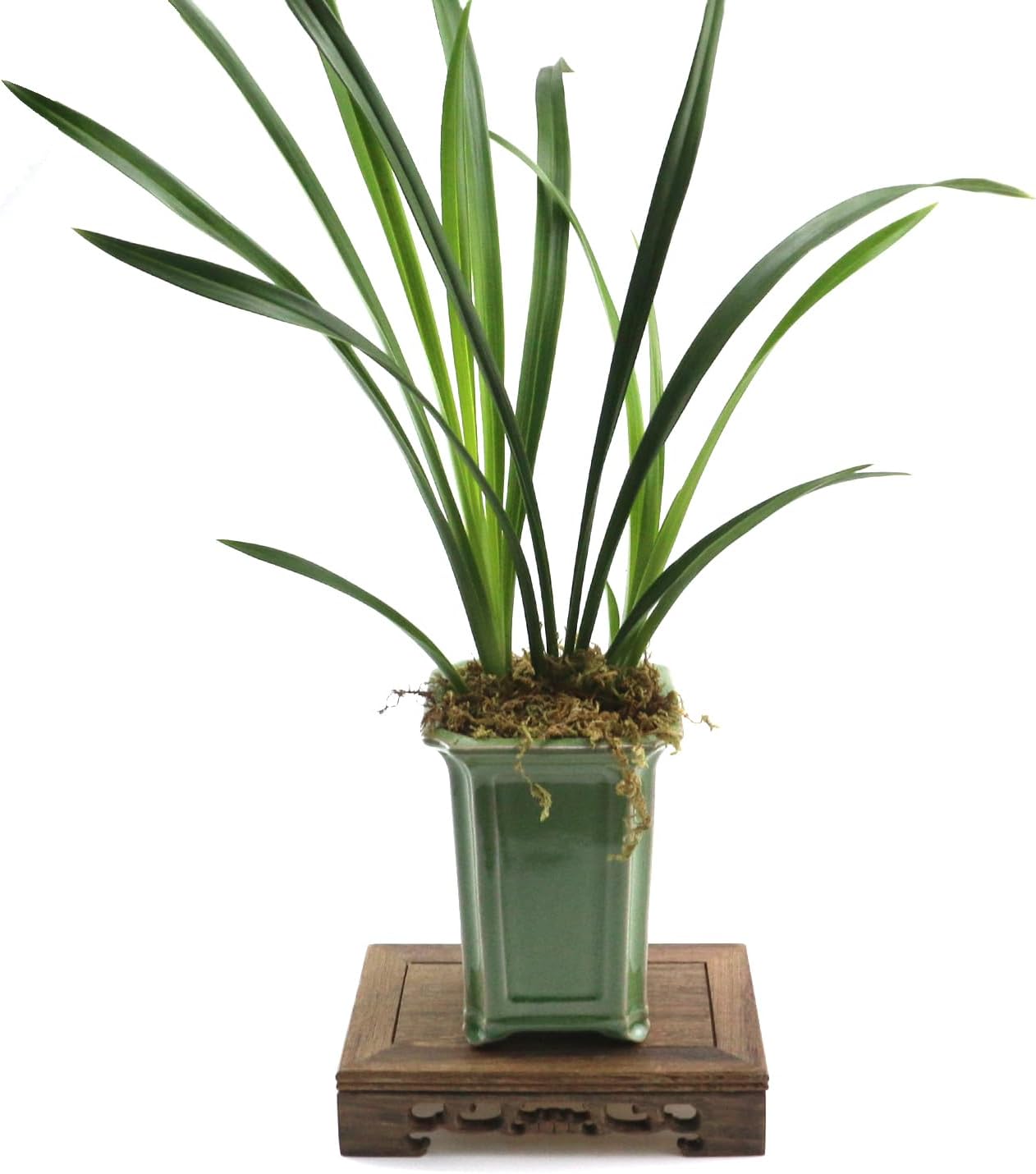Wooden Display Stand 669 x 433 Rectangle Pedestal Home Decor